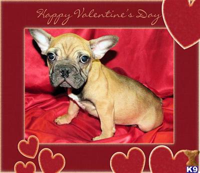 French Bulldog Puppies for Sale